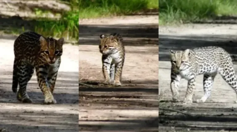 Emocionante avistaje en el Parque Nacional Chaco: turistas lograron fotografiar un ocelote