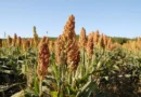 COLONIA ELISA ENCABEZA LA PREOCUPACIÓN POR EL AVANCE DE PALOMAS Y COTORRAS QUE DEVASTAN LOTES DE SORGO