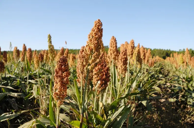 COLONIA ELISA ENCABEZA LA PREOCUPACIÓN POR EL AVANCE DE PALOMAS Y COTORRAS QUE DEVASTAN LOTES DE SORGO