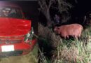 Colisión con un animal bovino en Colonia Elisa: una conductora resultó con lesiones leves