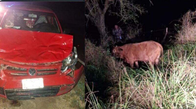 Colisión con un animal bovino en Colonia Elisa: una conductora resultó con lesiones leves
