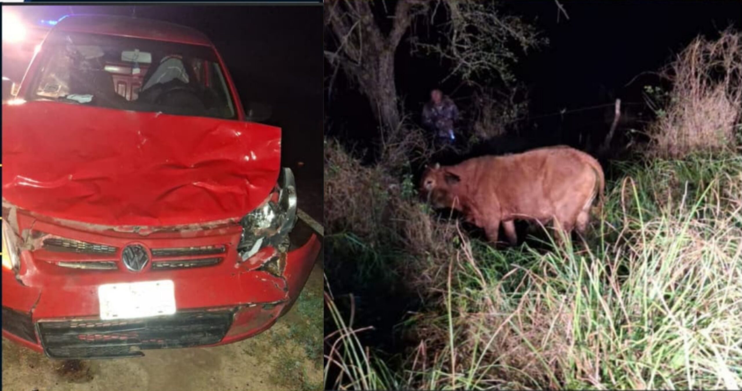 Colisión con un animal bovino en Colonia Elisa: una conductora resultó con lesiones leves