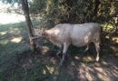 Recuperaron una vaca robada en Capitán Solari: estaba oculta en una zona boscosa