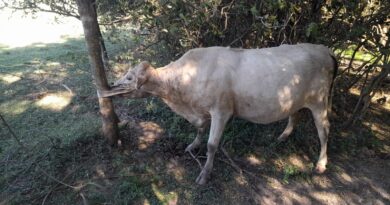 Recuperaron una vaca robada en Capitán Solari: estaba oculta en una zona boscosa