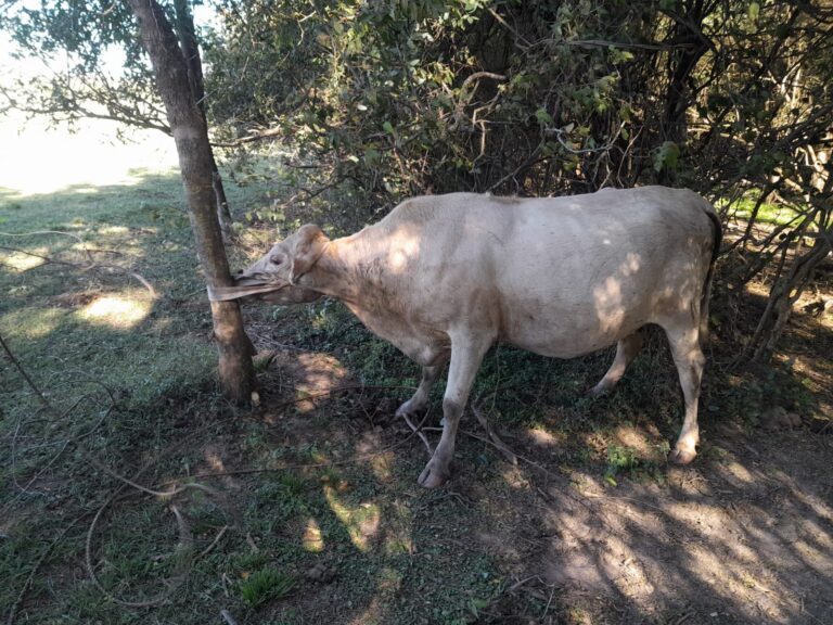 Recuperaron una vaca robada en Capitán Solari: estaba oculta en una zona boscosa