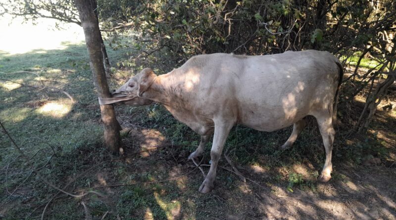Recuperaron una vaca robada en Capitán Solari: estaba oculta en una zona boscosa