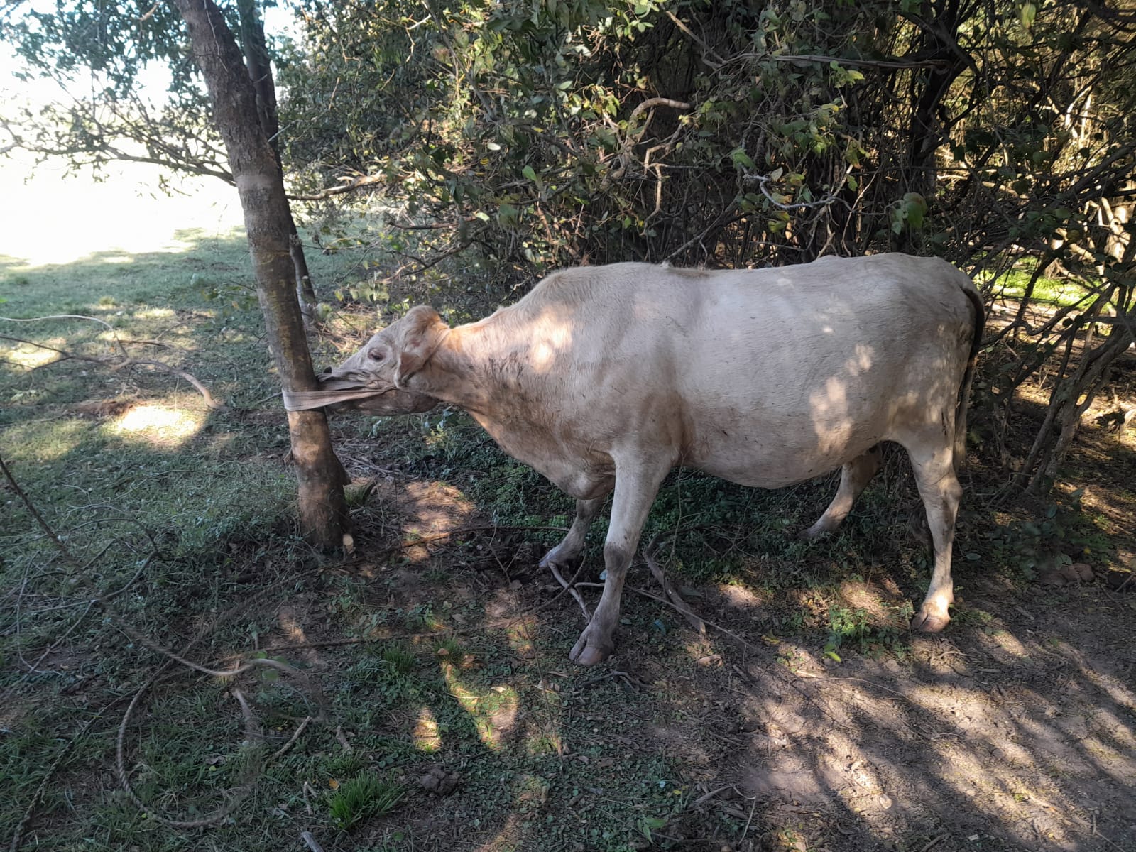 Recuperaron una vaca robada en Capitán Solari: estaba oculta en una zona boscosa