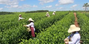La Ruta del Té: un recorrido por los sabores de Misiones desde Oberá hasta Puerto Iguazú