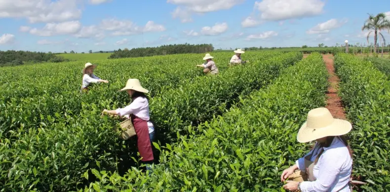 La Ruta del Té: un recorrido por los sabores de Misiones desde Oberá hasta Puerto Iguazú