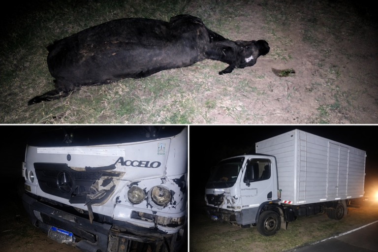 Machagai: un camión chocó contra una vaca sobre la Ruta Provincial 4 y sus ocupantes resultaron ilesos