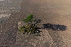 Estudio publicado en Nature pone bajo la lupa el manejo de los bosques del Chaco y cuestiona la actualización realizada en 2024