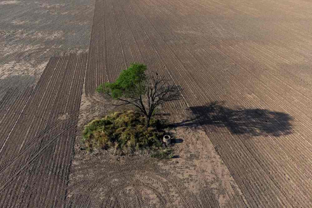 Estudio publicado en Nature pone bajo la lupa el manejo de los bosques del Chaco y cuestiona la actualización realizada en 2024